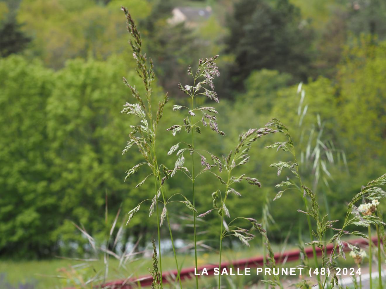 Meadow-grass, 